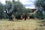 bolsena2.jpg